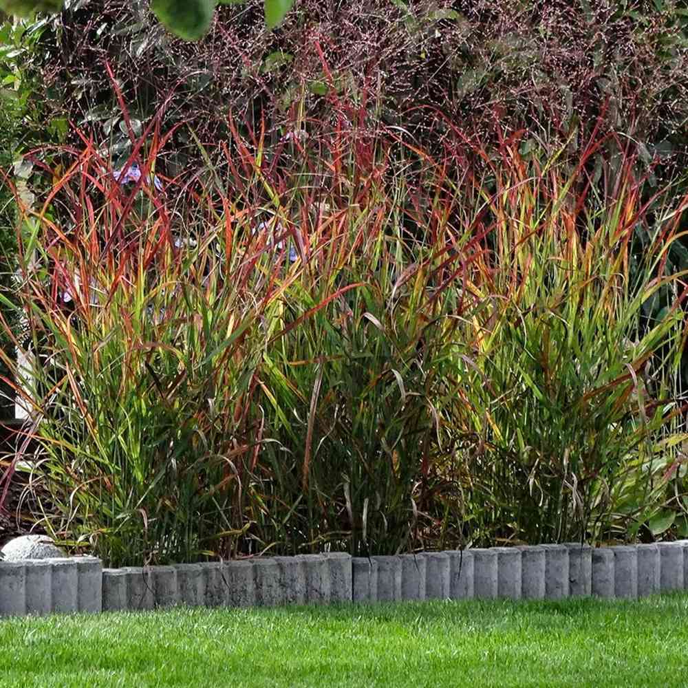 Iarba de Preerie Rehbraun