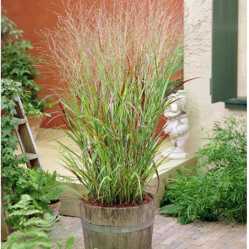 Iarba de Preerie Rehbraun