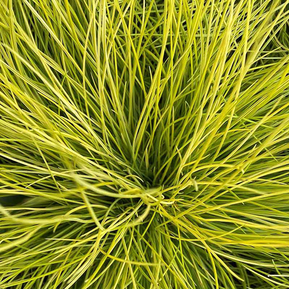 Iarba Decorativa auriu (Festuca) Ami Gold