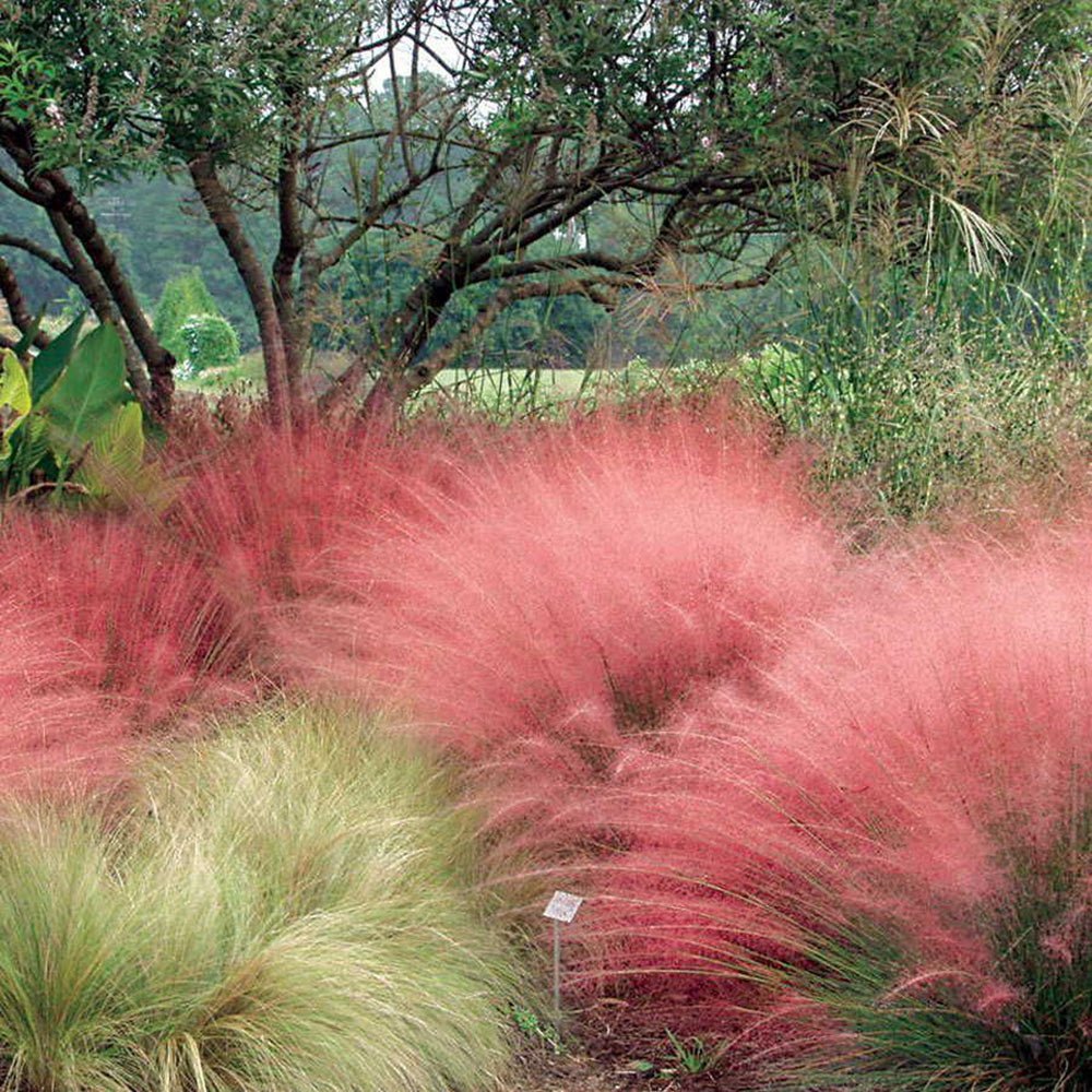 Iarba Decorativa Texas (Muhlenbergia Capillaris)