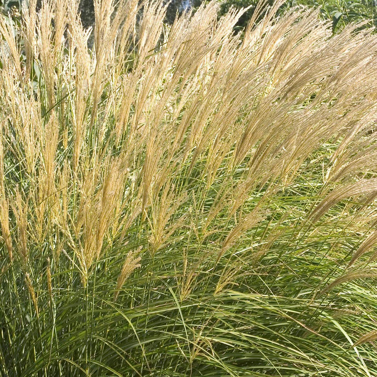 Iarba Elefantului (Miscanthus Sinensis) Adagio