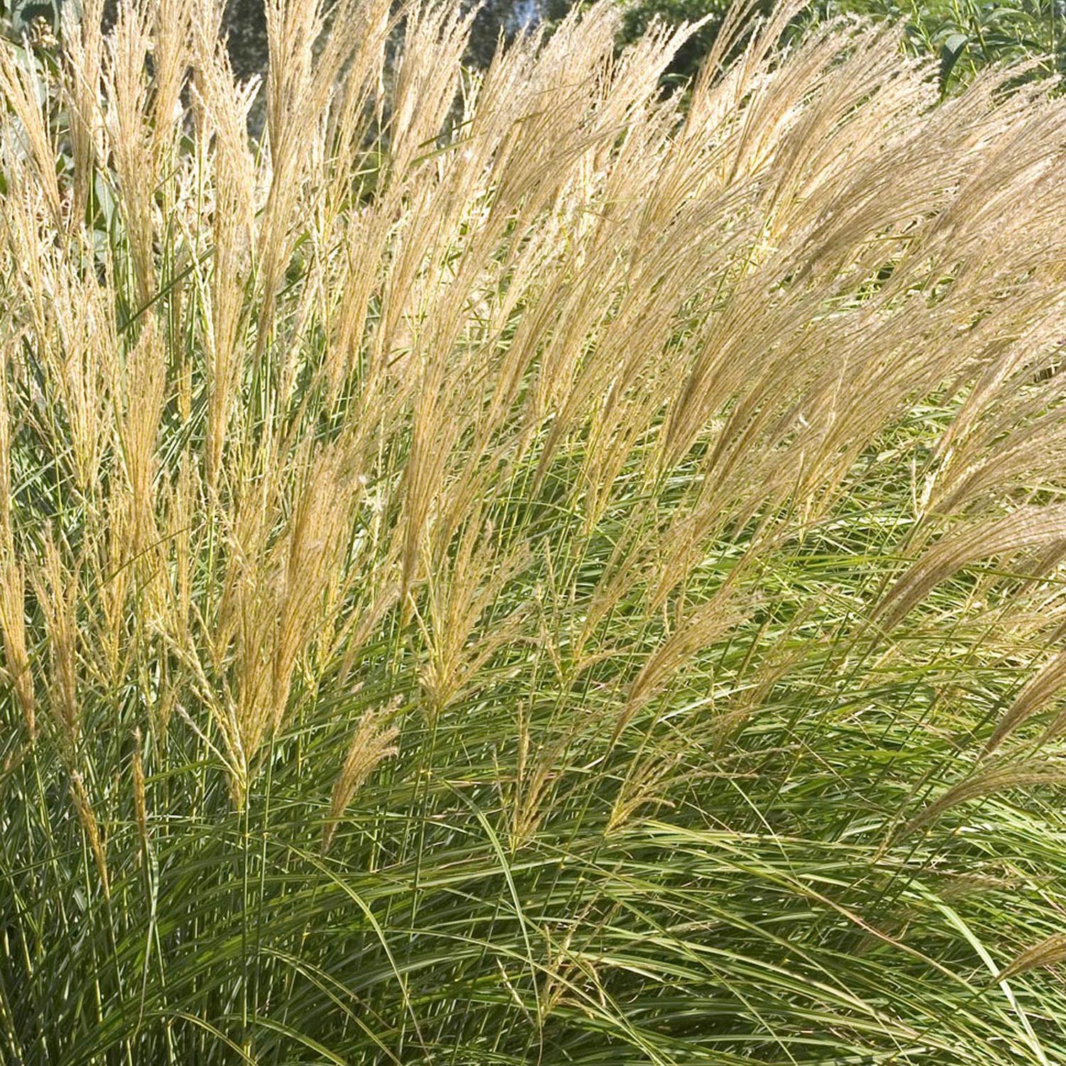 Iarba Elefantului (Miscanthus Sinensis) Adagio