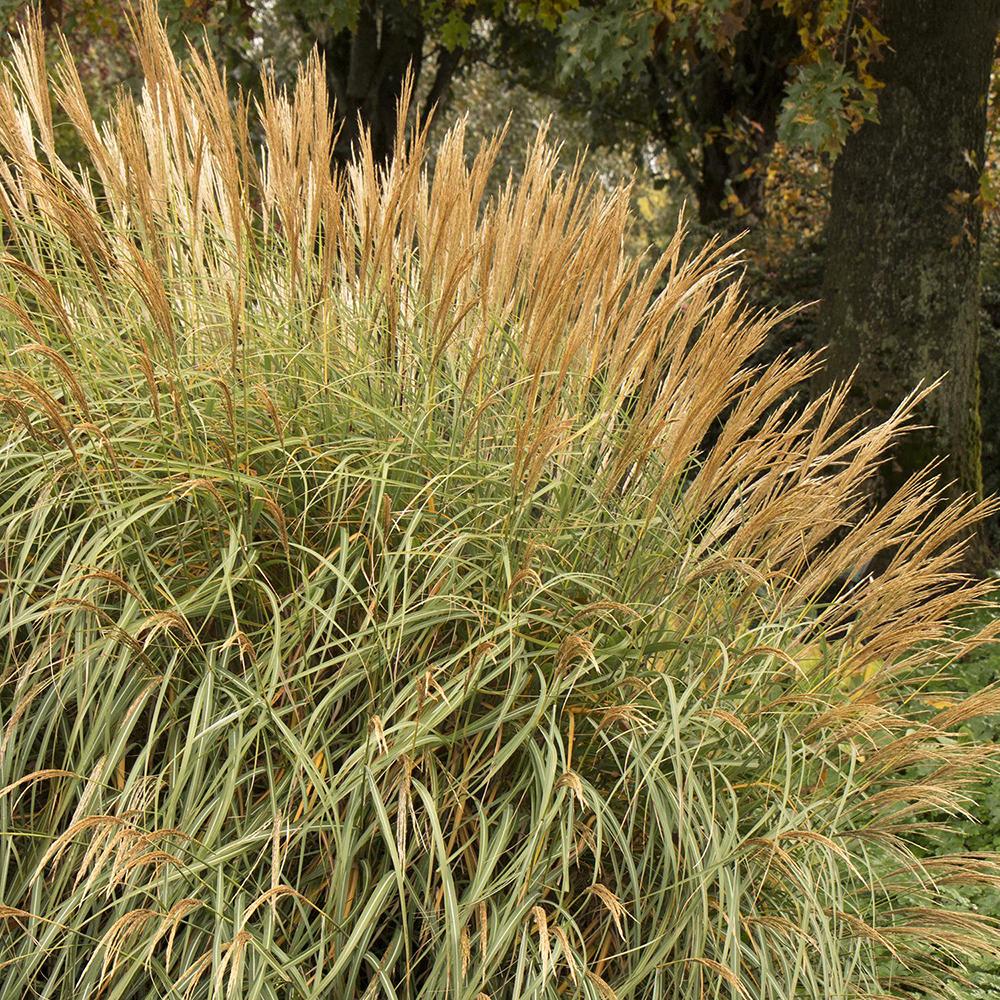 Iarba Elefantului (Miscanthus Sinensis) Adagio