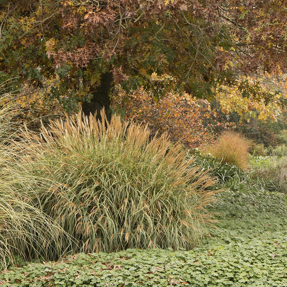 Iarba Elefantului (Miscanthus Sinensis) Adagio