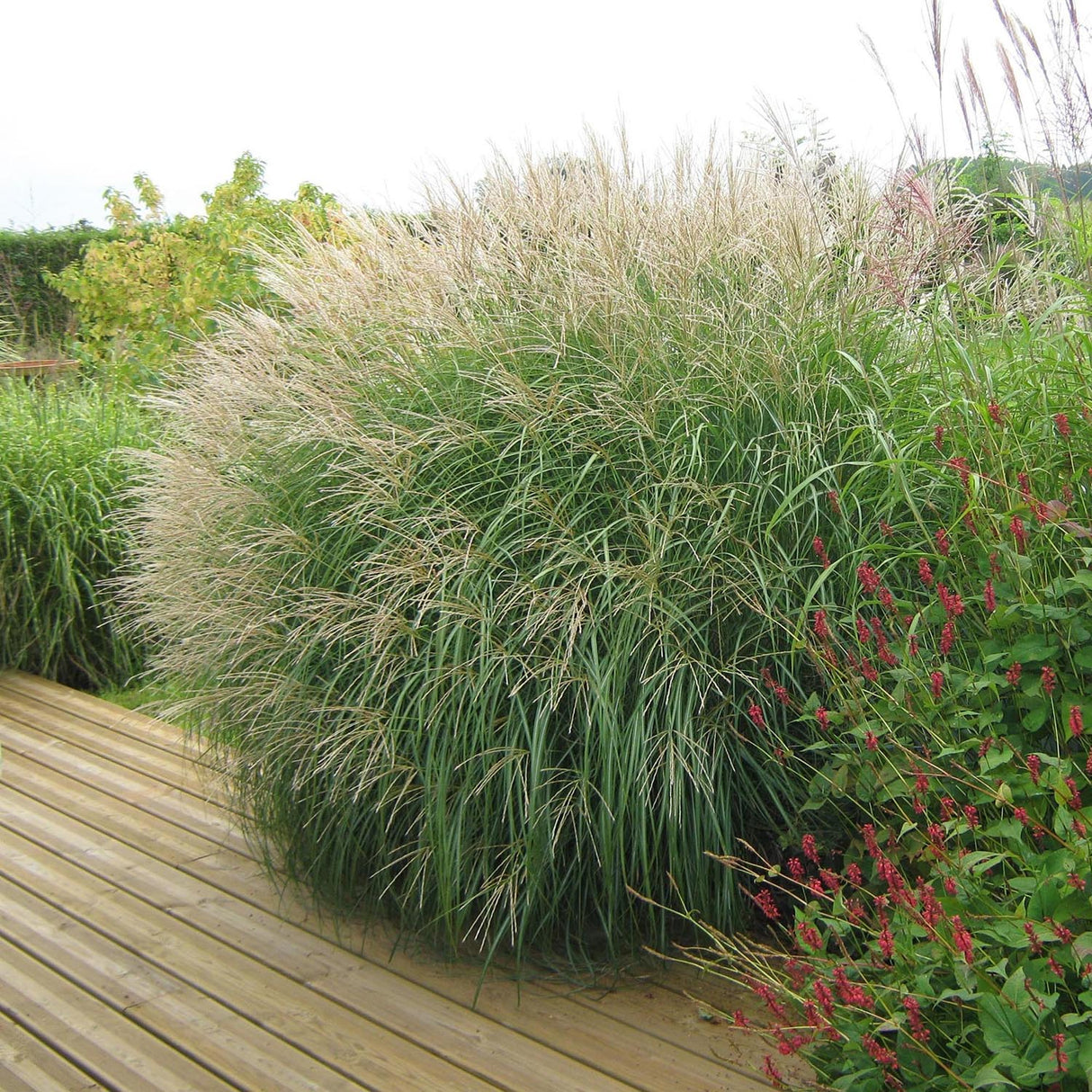 Iarba Elefantului (Miscanthus Sinensis) Adagio