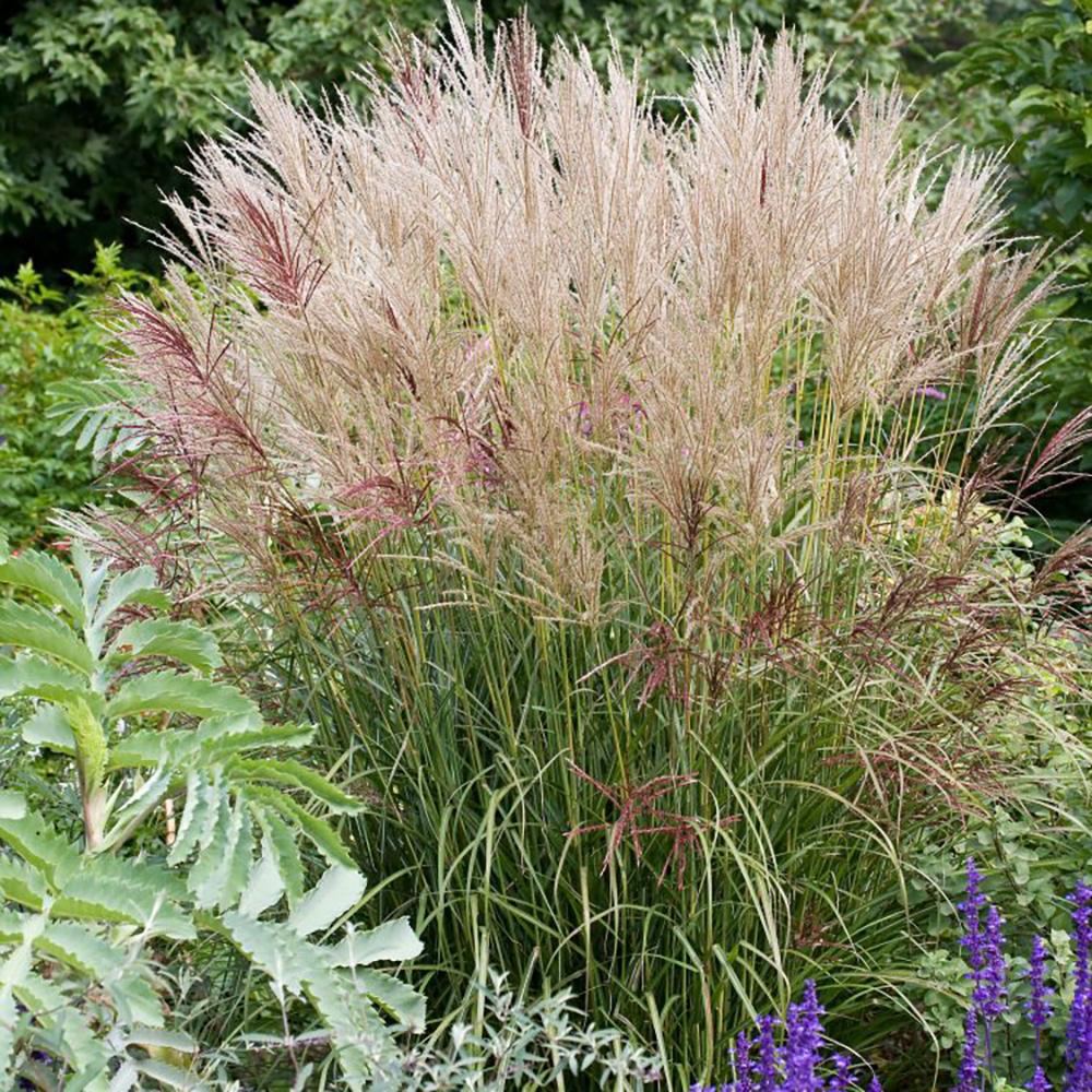 Iarba Elefantului (Miscanthus Sinensis) Ferner Osten