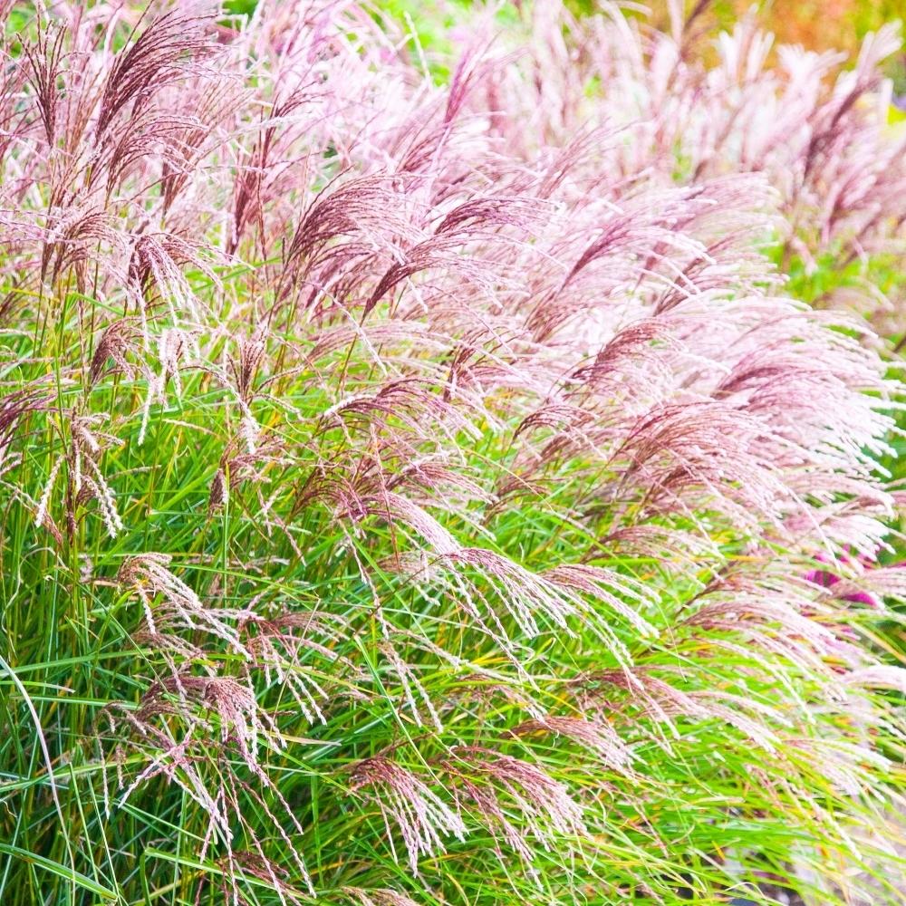 Iarba Elefantului (Miscanthus Sinensis) Ferner Osten