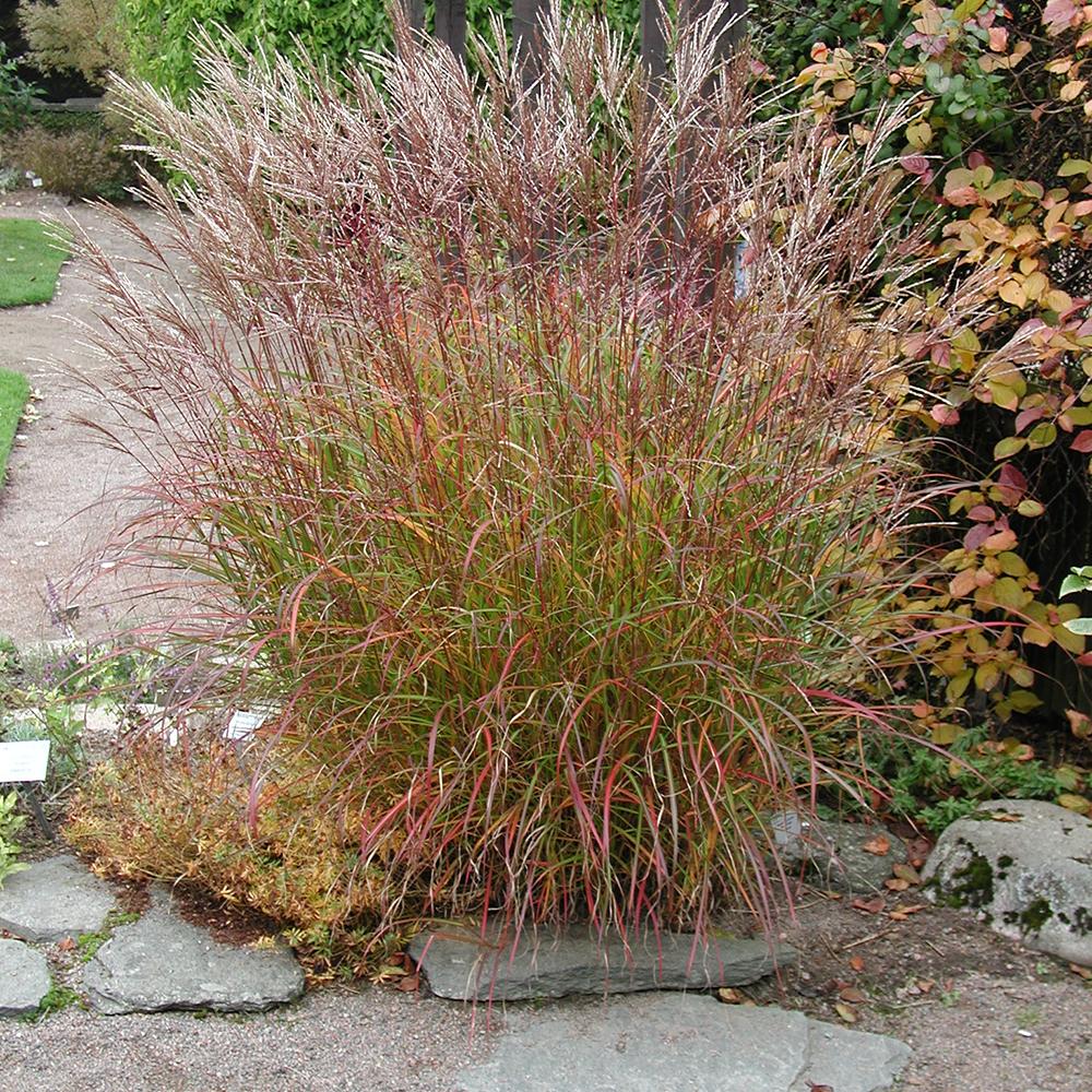 Iarba Elefantului (Miscanthus Sinensis) Ferner Osten