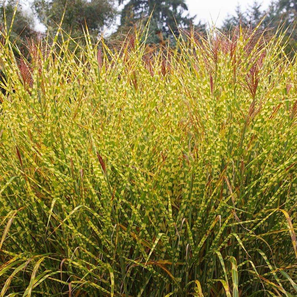 Iarba Elefantului (Miscanthus Sinensis) Golden Breeze