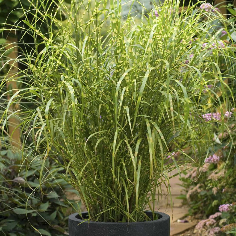 Iarba Elefantului (Miscanthus Sinensis) Golden Breeze