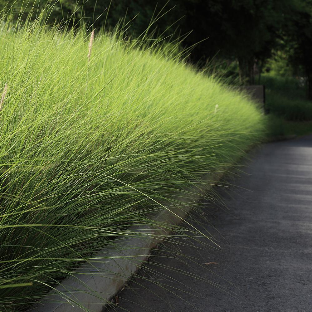 Iarba Elefantului (Miscanthus Sinensis) Gracillimus