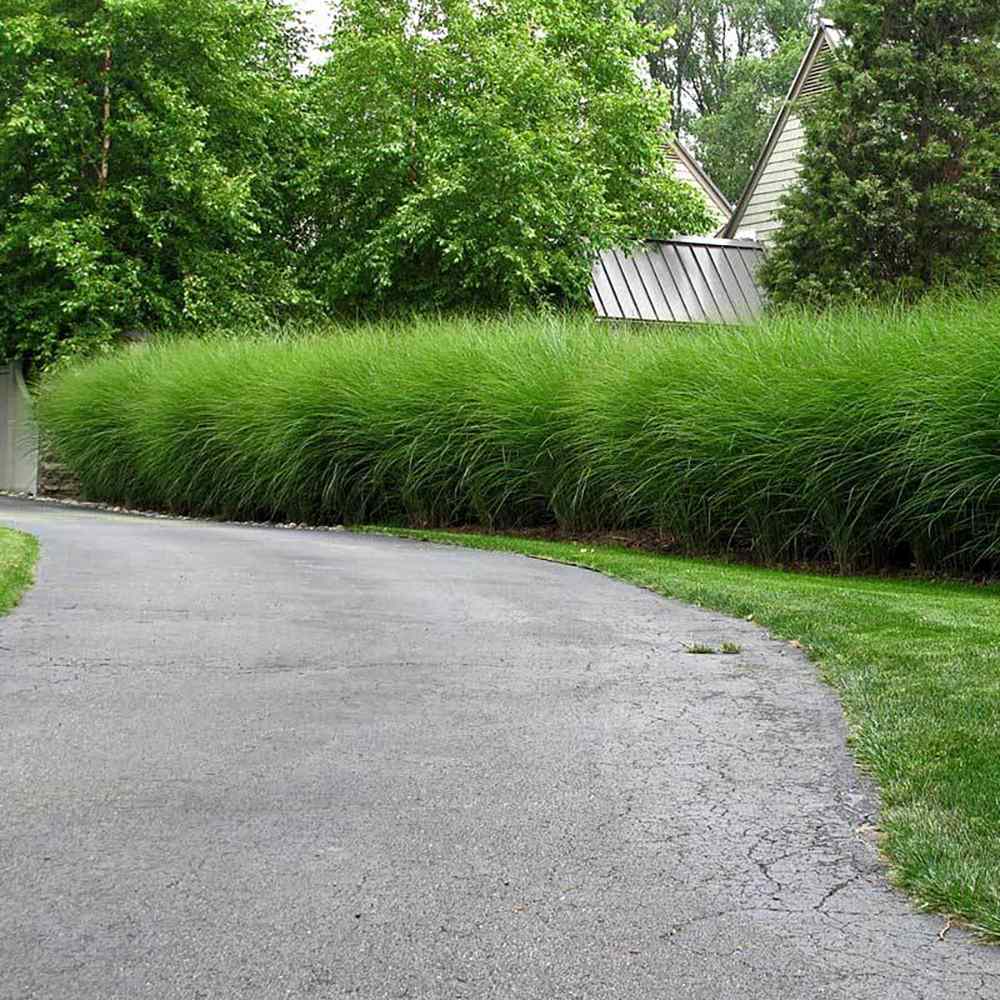 Iarba Elefantului (Miscanthus Sinensis) Gracillimus