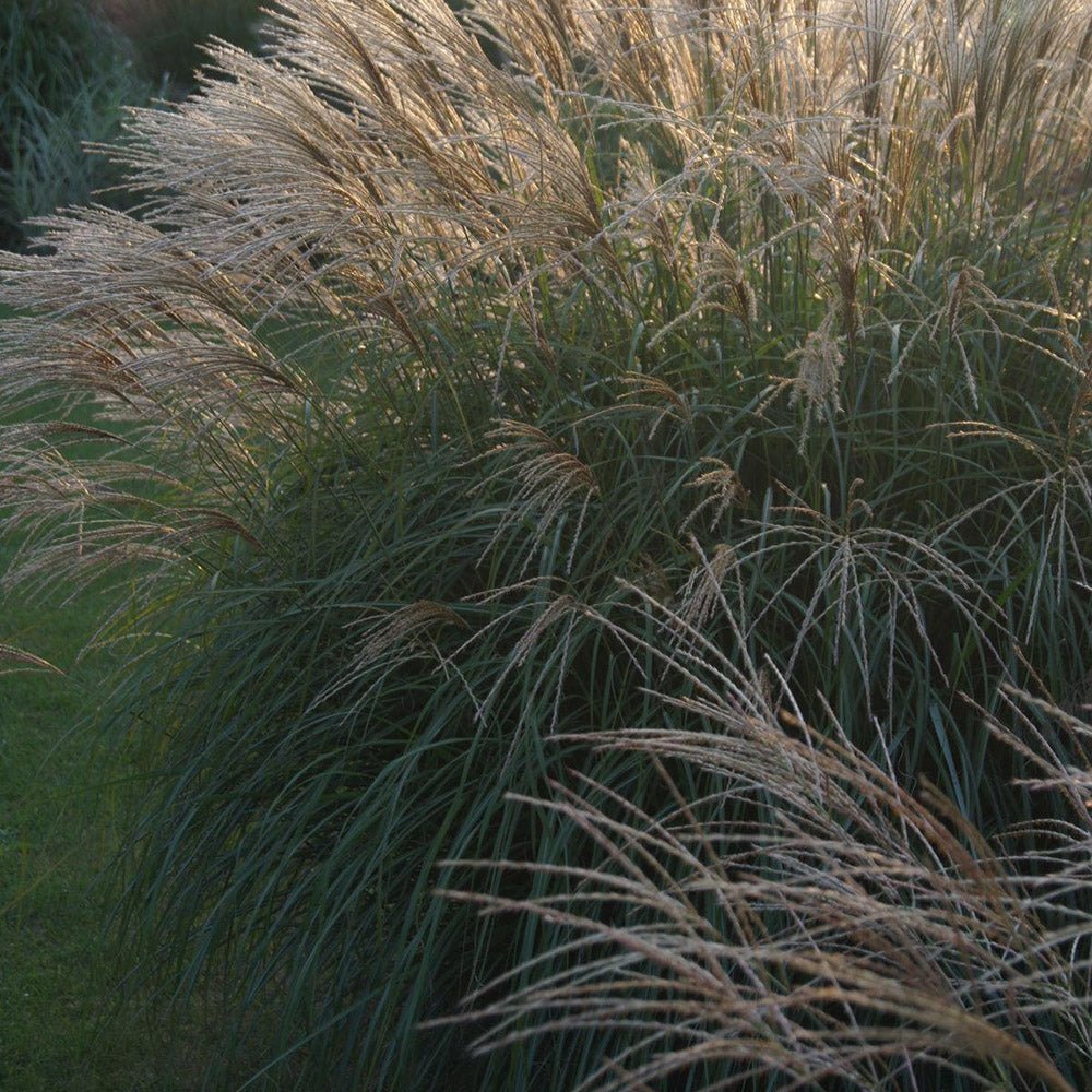 Iarba Elefantului (Miscanthus Sinensis) Herman Muessel