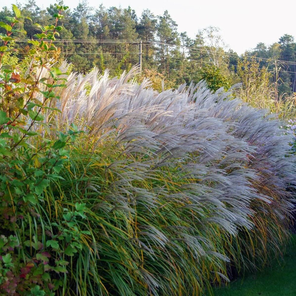 Iarba Elefantului (Miscanthus Sinensis) Herman Muessel