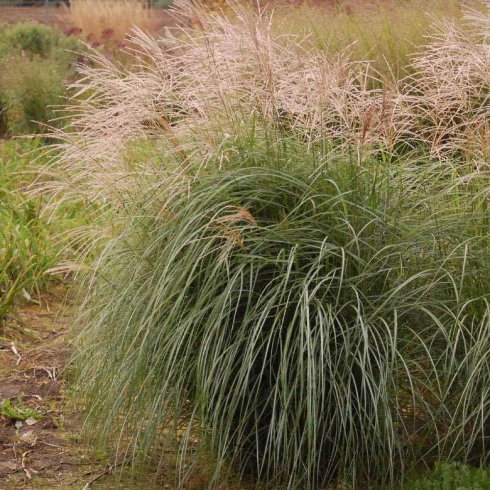 Iarba Elefantului (Miscanthus Sinensis) Herman Muessel