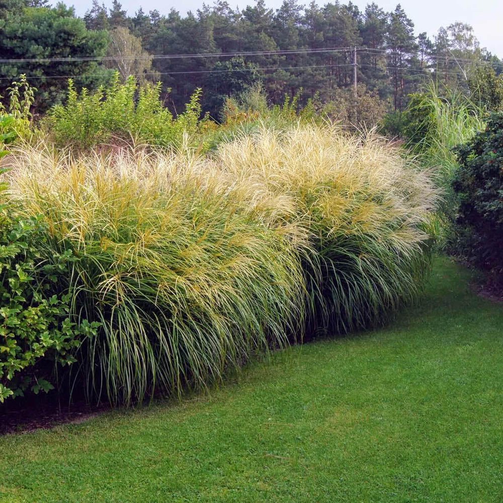 Iarba Elefantului (Miscanthus Sinensis) Herman Muessel