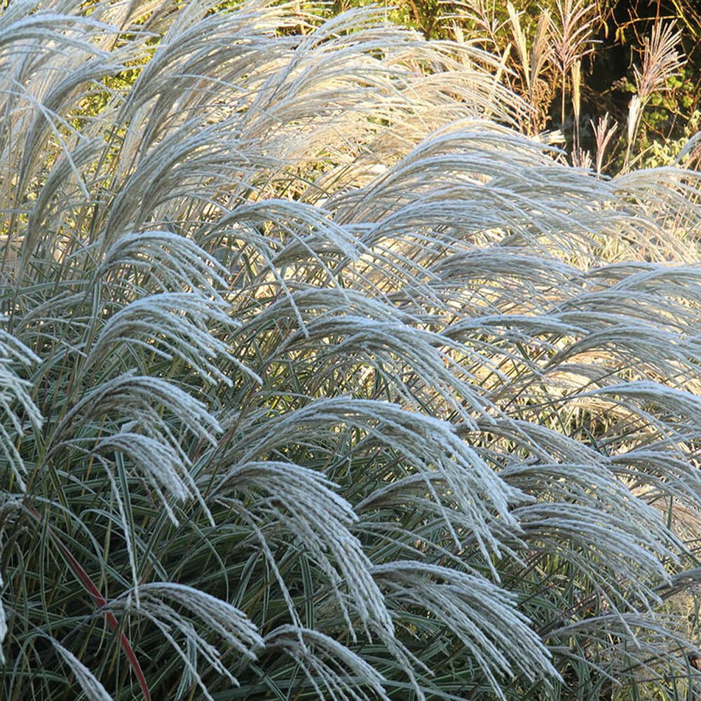 Iarba Elefantului (Miscanthus Sinensis) Herman Muessel