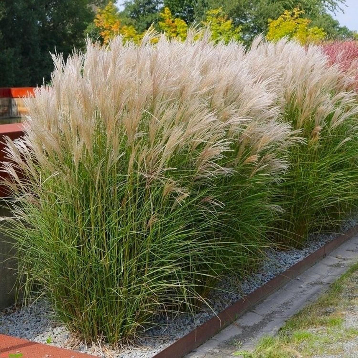 Iarba Elefantului (Miscanthus Sinensis) Kleine Silberspinne