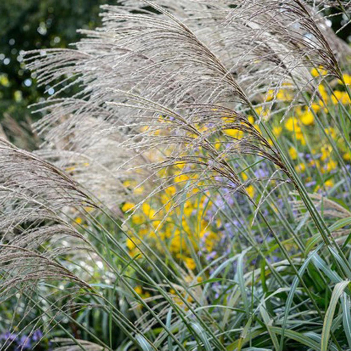 Iarba Elefantului (Miscanthus Sinensis) Kleine Silberspinne