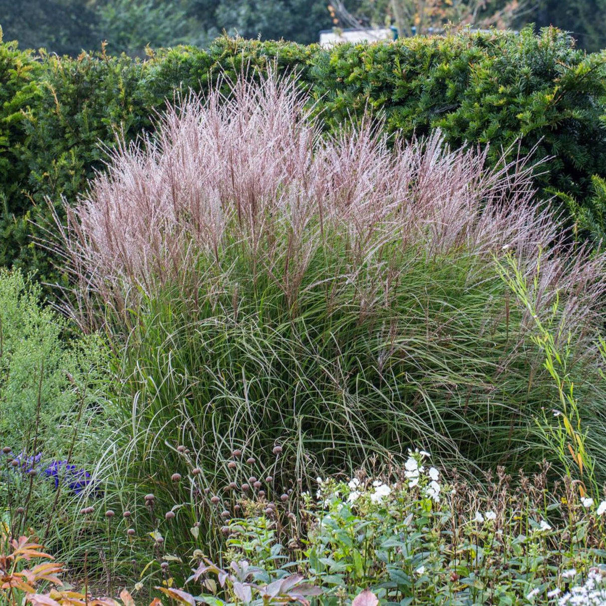 Iarba Elefantului (Miscanthus Sinensis) Kleine Silberspinne