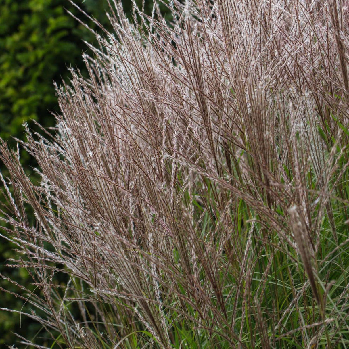 Iarba Elefantului (Miscanthus Sinensis) Kleine Silberspinne
