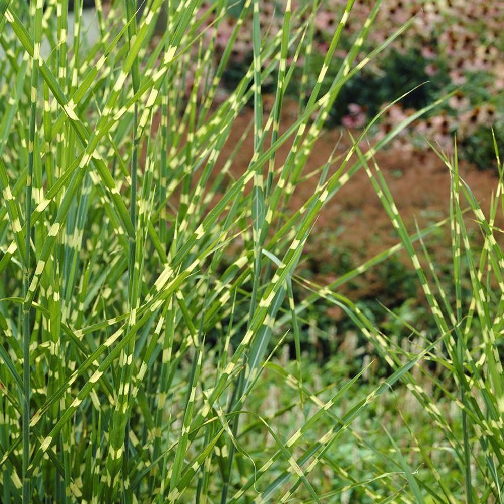 Iarba Elefantului (Miscanthus Sinensis) Little Zebra