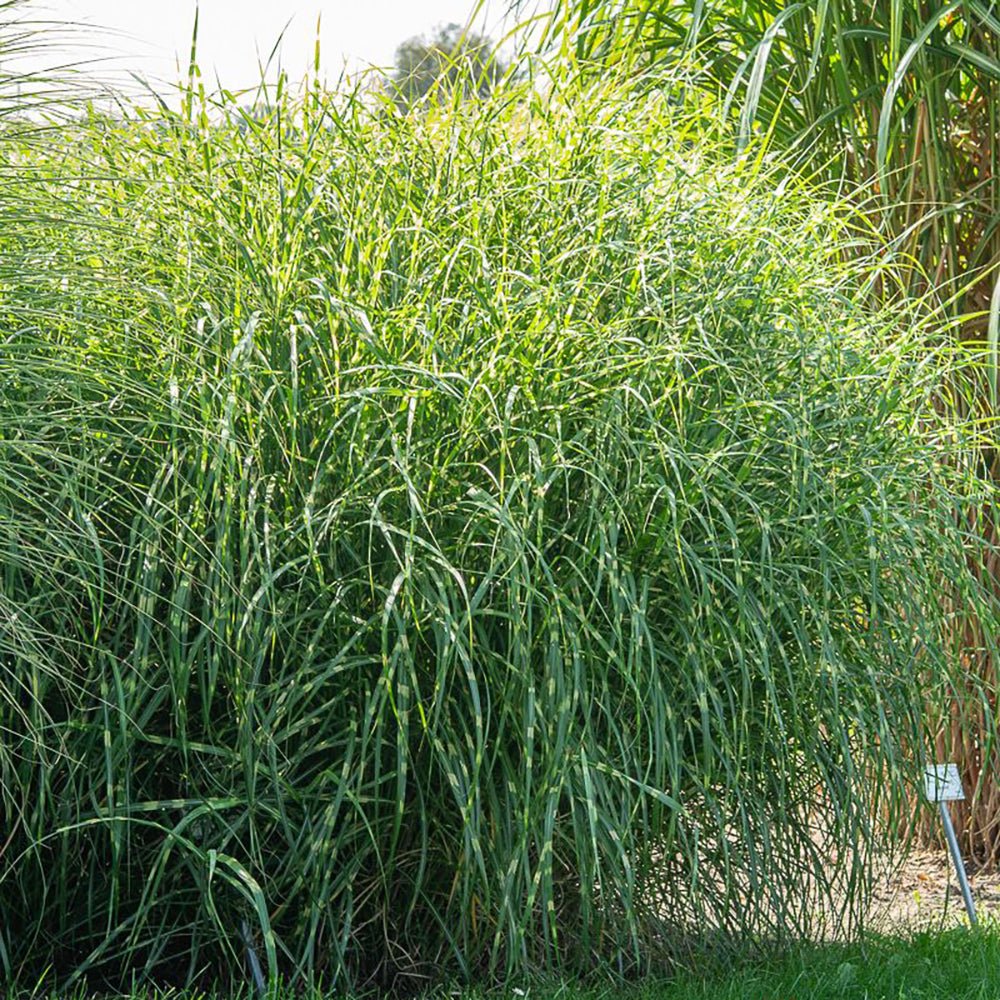 Iarba Elefantului (Miscanthus Sinensis) Little Zebra