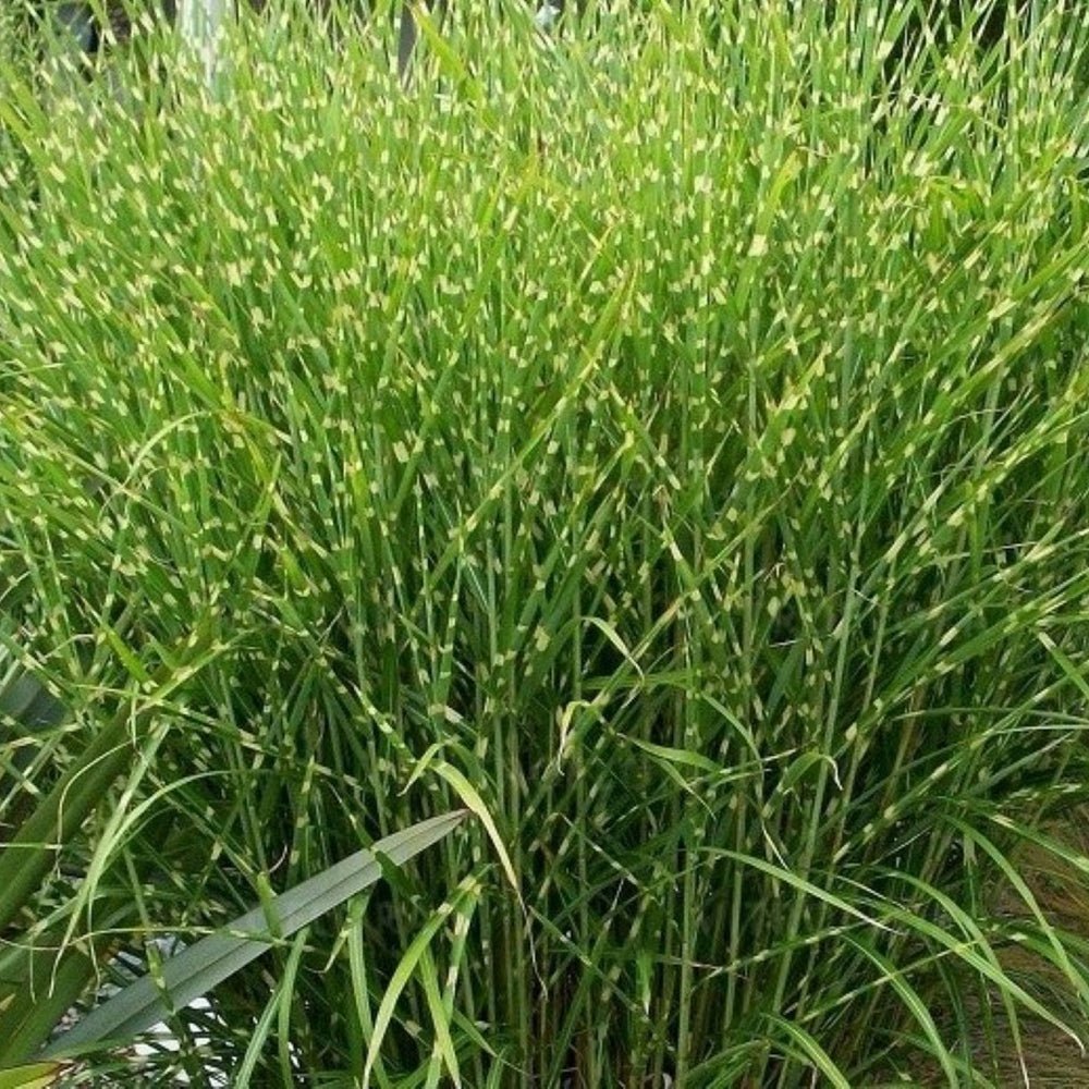 Iarba Elefantului (Miscanthus Sinensis) Little Zebra