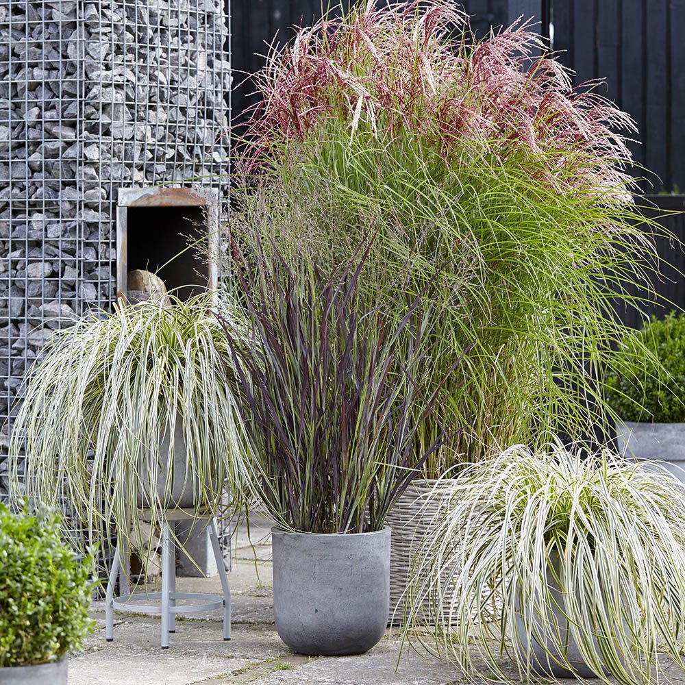 Iarba Elefantului (Miscanthus Sinensis) Pink Cloud