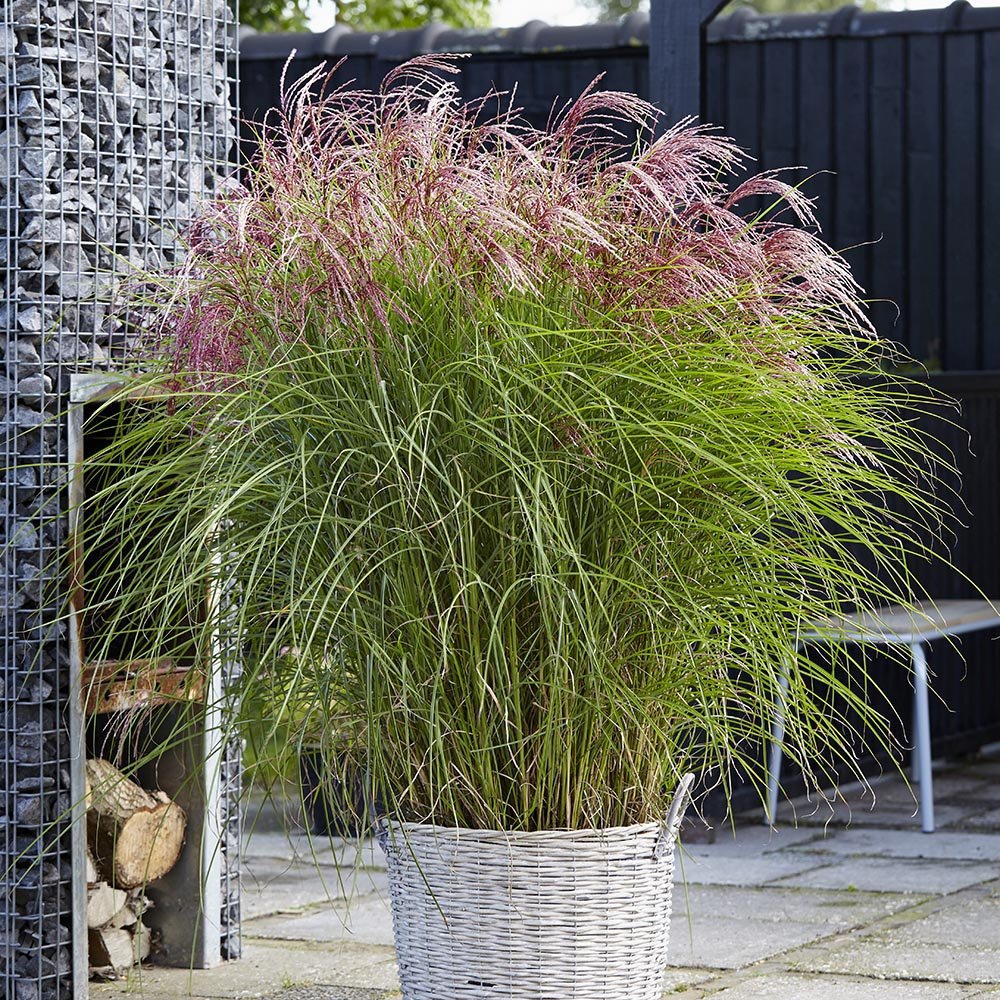 Iarba Elefantului (Miscanthus Sinensis) Pink Cloud