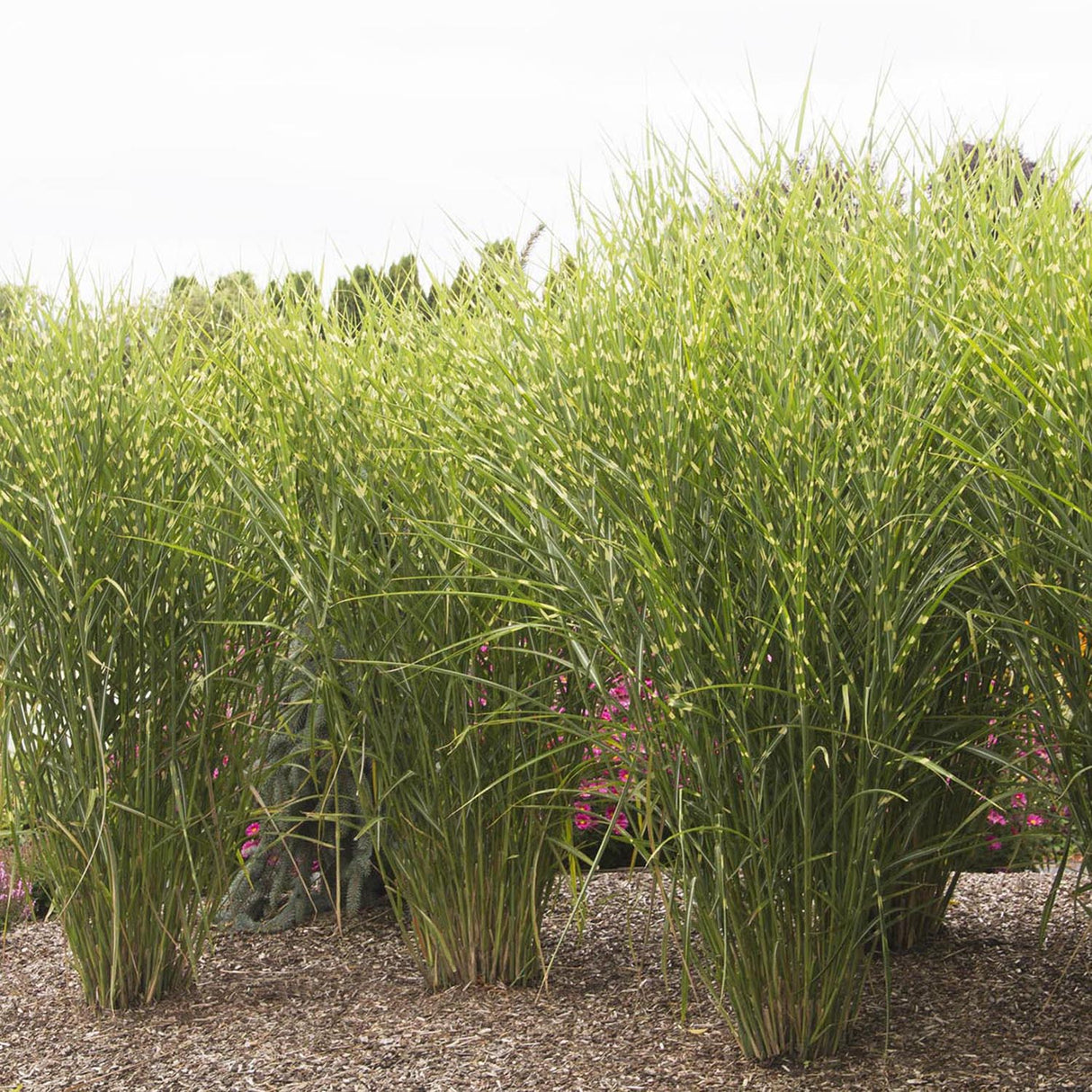 Iarba Elefantului (Miscanthus Sinensis) Strictus