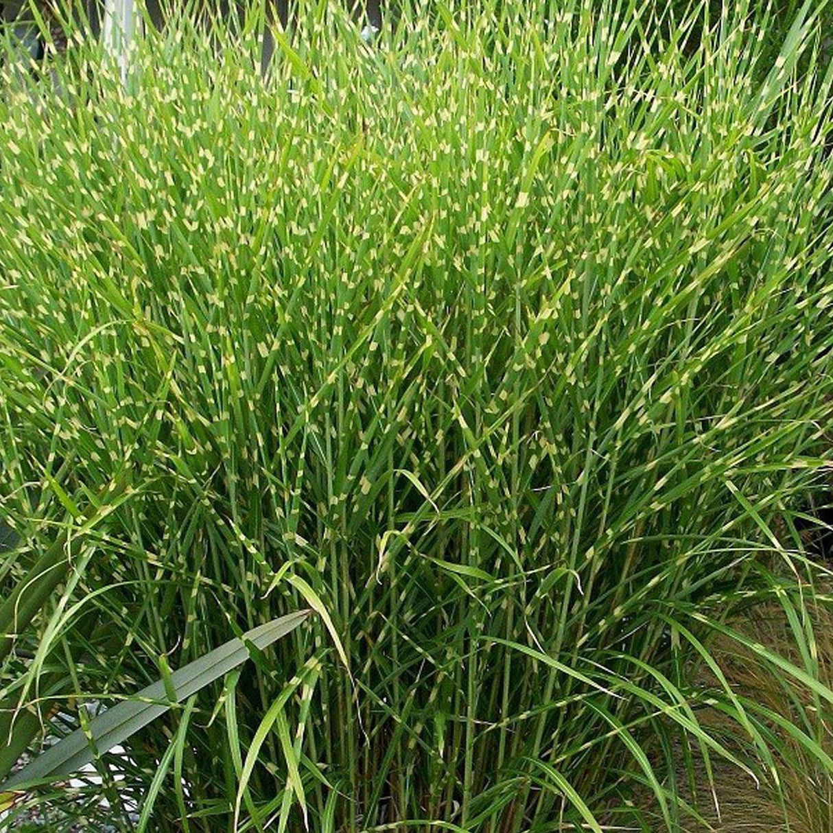 Iarba Elefantului (Miscanthus Sinensis) Strictus