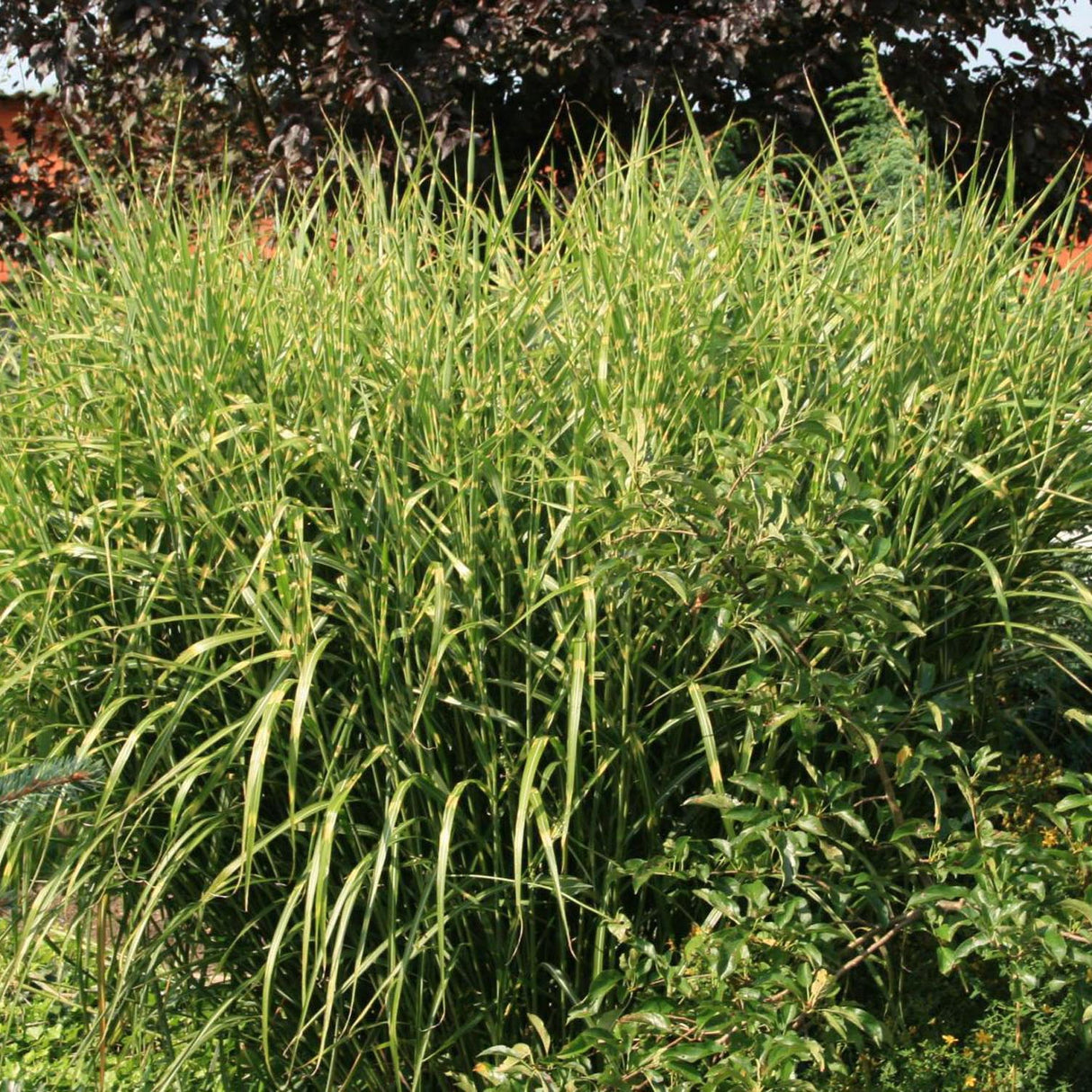 Iarba Elefantului (Miscanthus Sinensis) Strictus