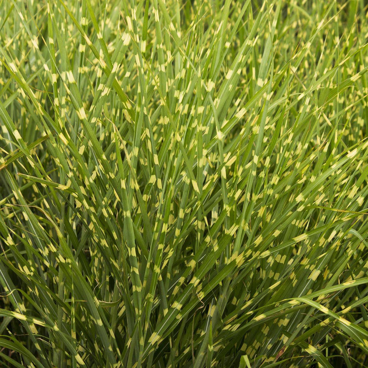 Iarba Elefantului (Miscanthus Sinensis) Strictus