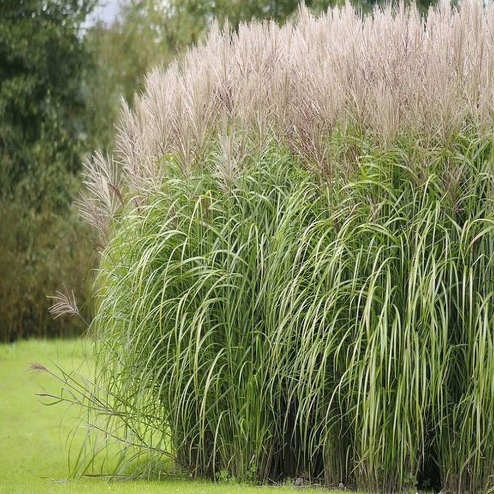 Iarba Elefantului (Miscanthus Sinensis) Yakushima Dwarf