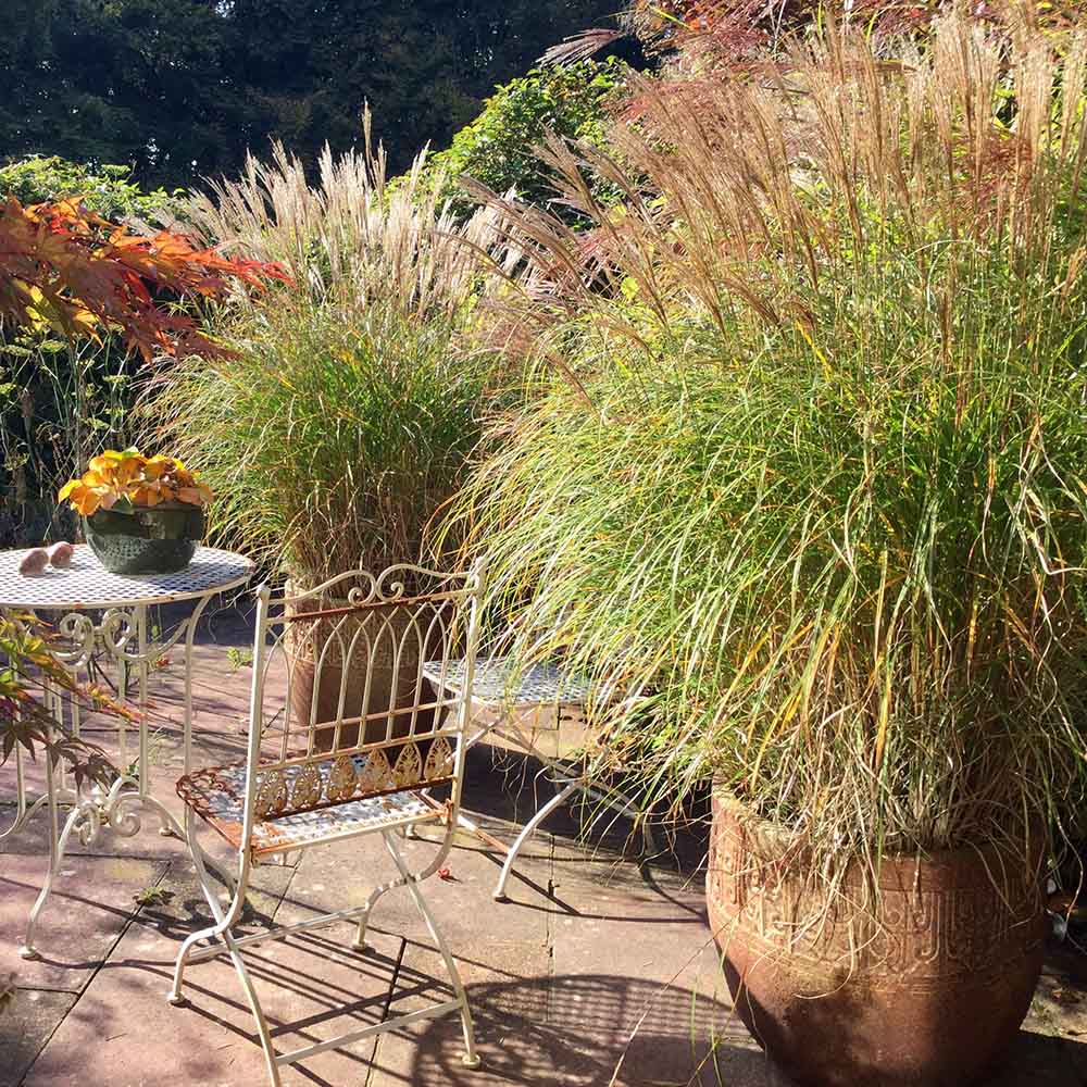 Iarba Elefantului (Miscanthus Sinensis) Yakushima Dwarf