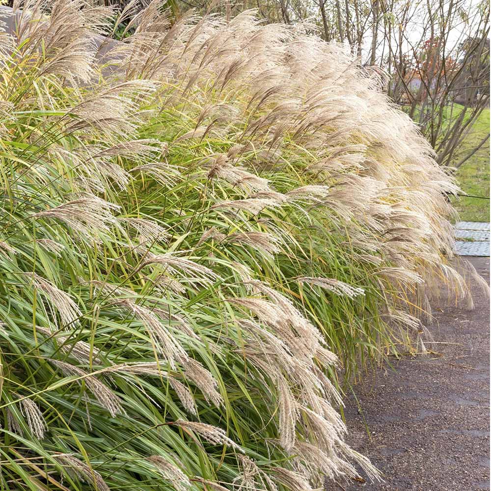 Iarba Elefantului (Miscanthus Sinensis) Yakushima Dwarf