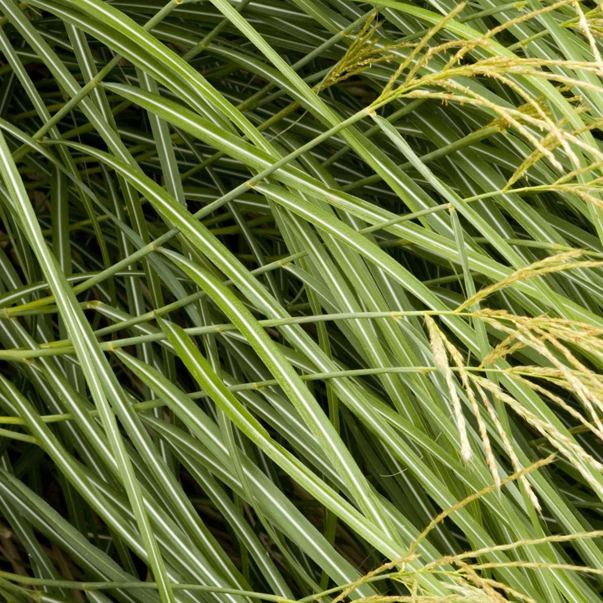 Iarba Elefantului (Miscanthus Sinensis) Yakushima Dwarf