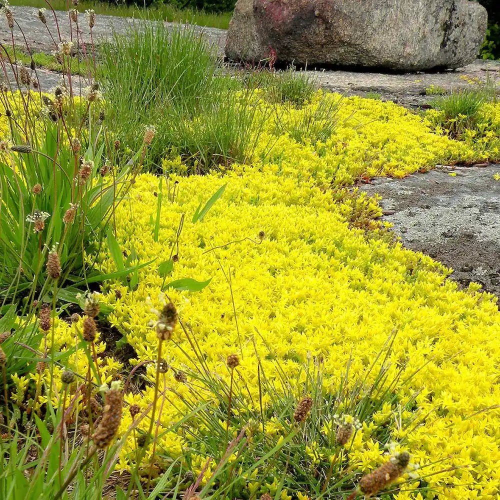 Iarba Grasa (Sedum) Acre Yellow Queen, cu flori aurii