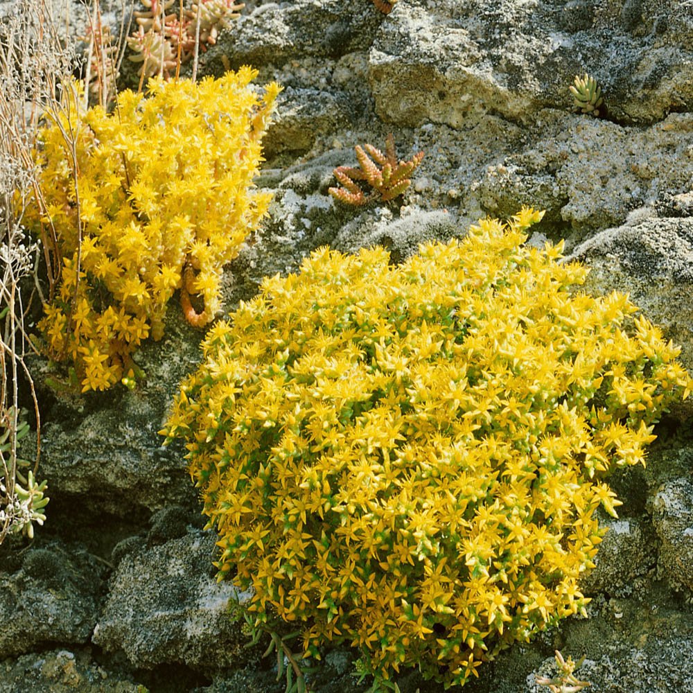 Iarba Grasa (Sedum) Acre Yellow Queen, cu flori aurii