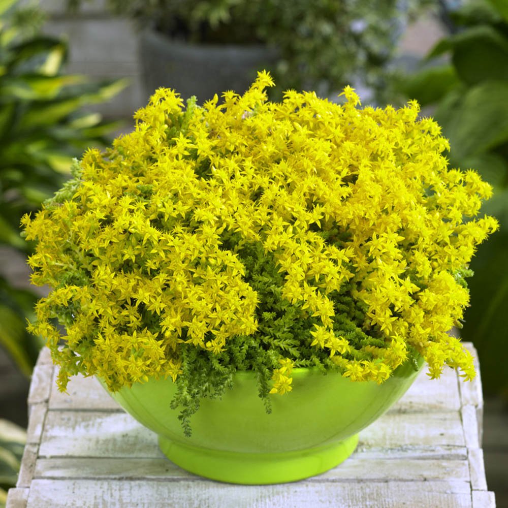 Iarba Grasa (Sedum) Acre Yellow Queen, cu flori aurii