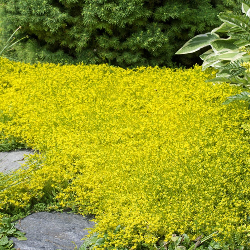 Iarba Grasa (Sedum) Acre Yellow Queen, cu flori aurii