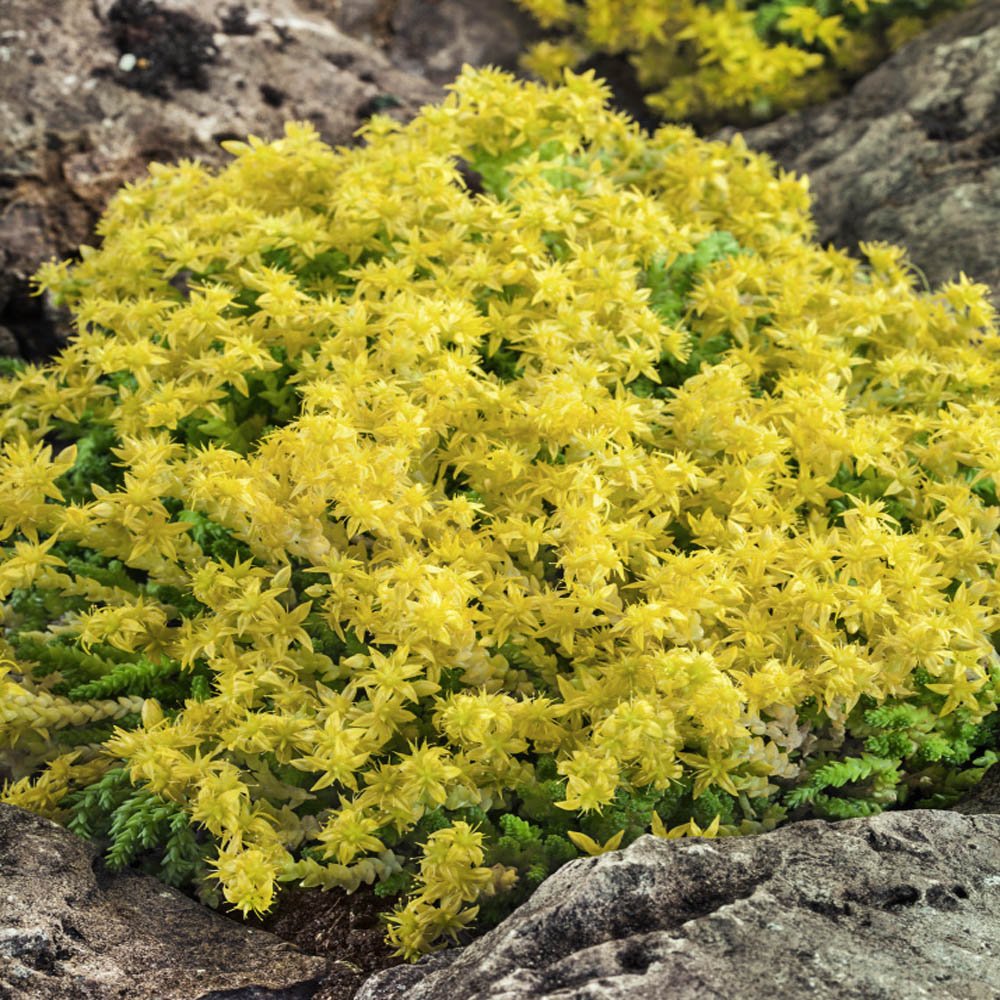 Iarba Grasa (Sedum) Acre Yellow Queen, cu flori aurii