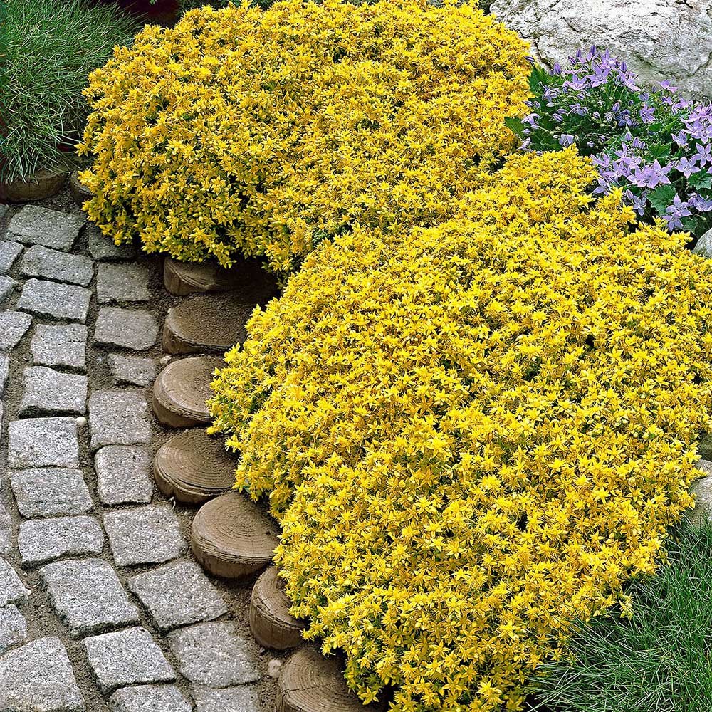 Iarba Grasa (Sedum) Acre Yellow Queen, cu flori aurii