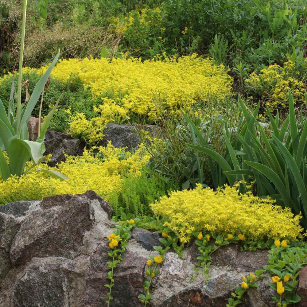 Iarba Grasa (Sedum) Acre Yellow Queen, cu flori aurii