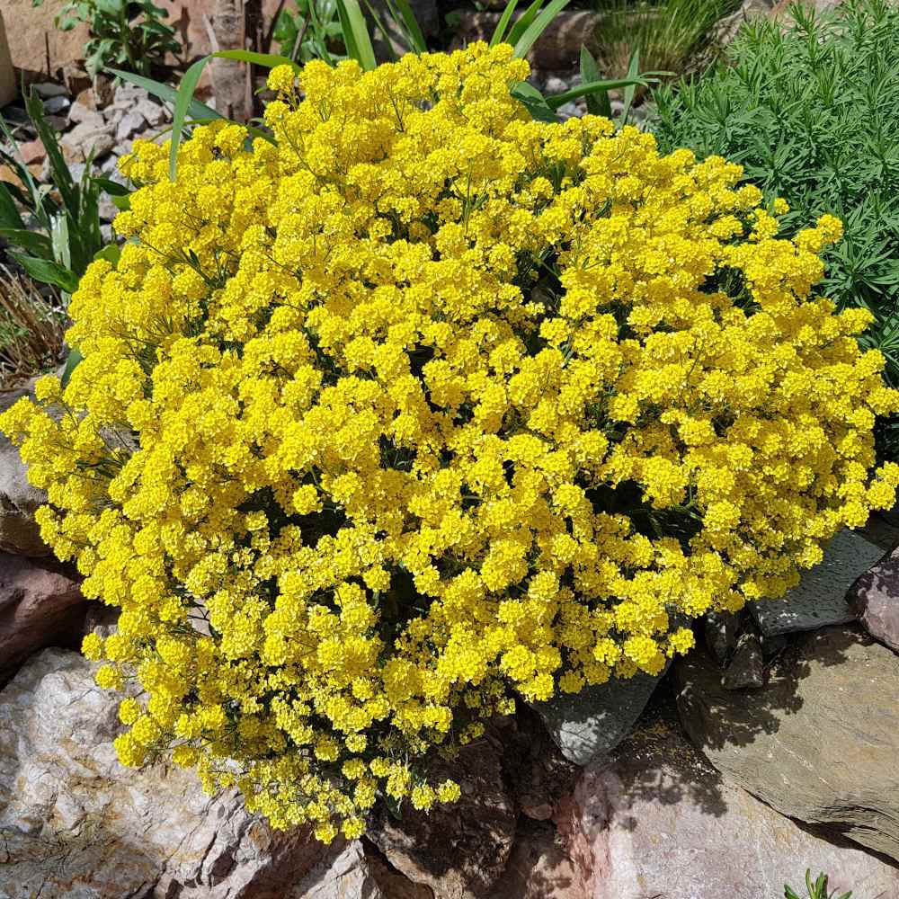 Iarba Grasa (Sedum) Acre Yellow Queen, cu flori aurii