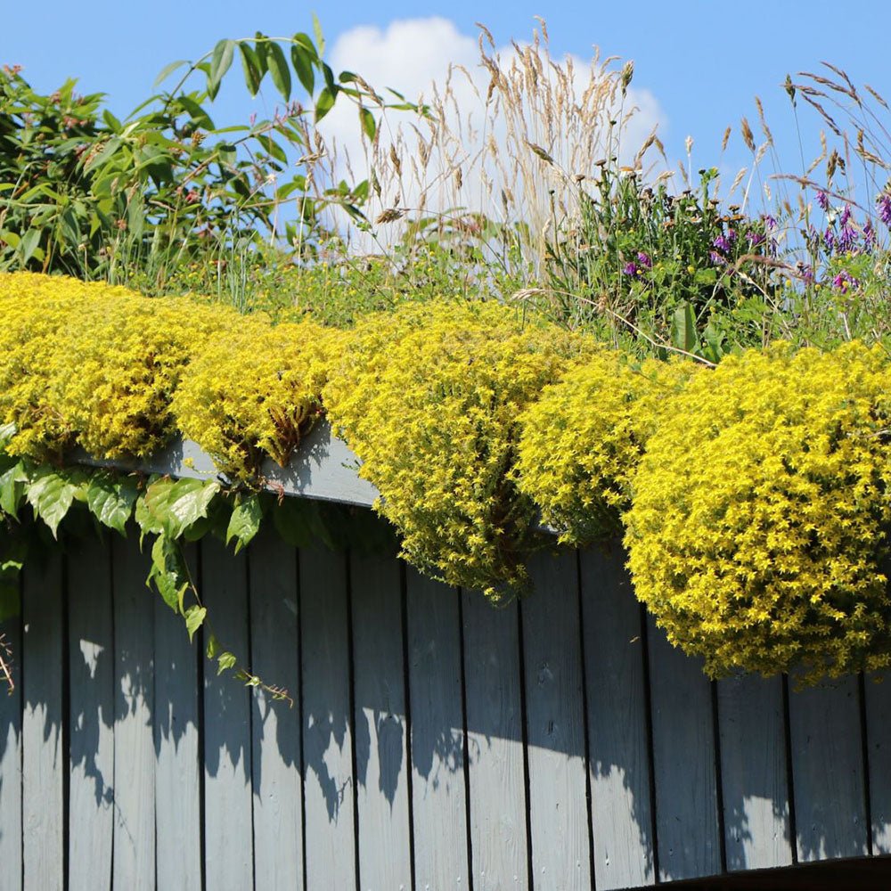 Iarba Grasa (Sedum) Acre Yellow Queen, cu flori aurii