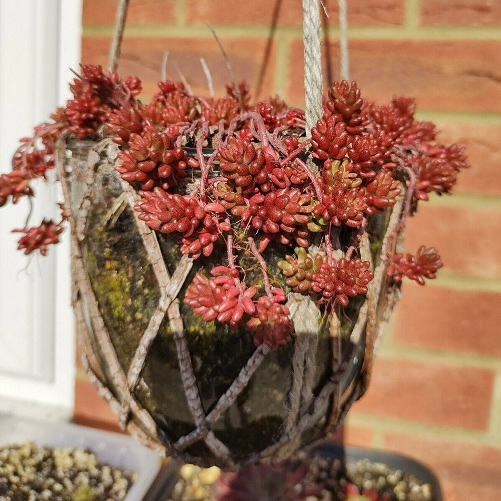 Iarba Grasa (Sedum) Coral Carpet