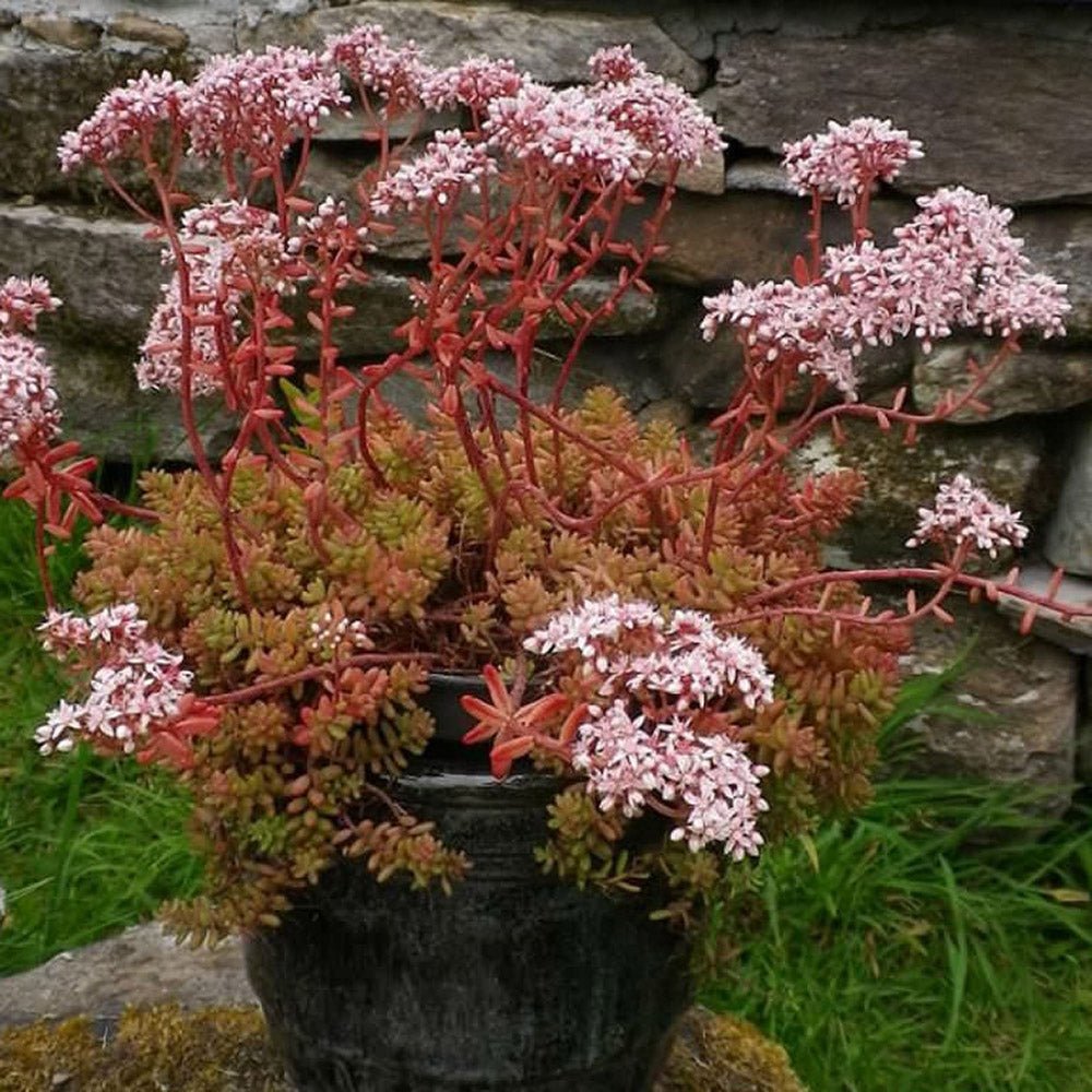 Iarba Grasa (Sedum) Coral Carpet