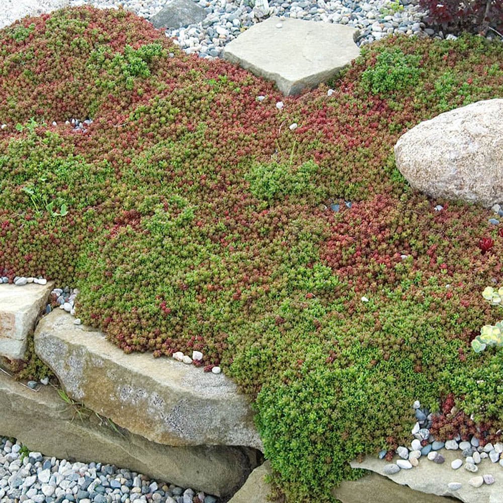 Iarba Grasa (Sedum) Coral Carpet